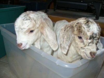 Goats: Just Kidding! Part 5 Image